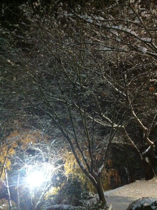 Snowy lamplit trees
